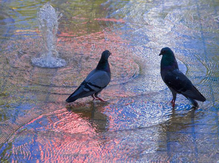 A pair of pigeons in the water at the Design Museum in London, UK